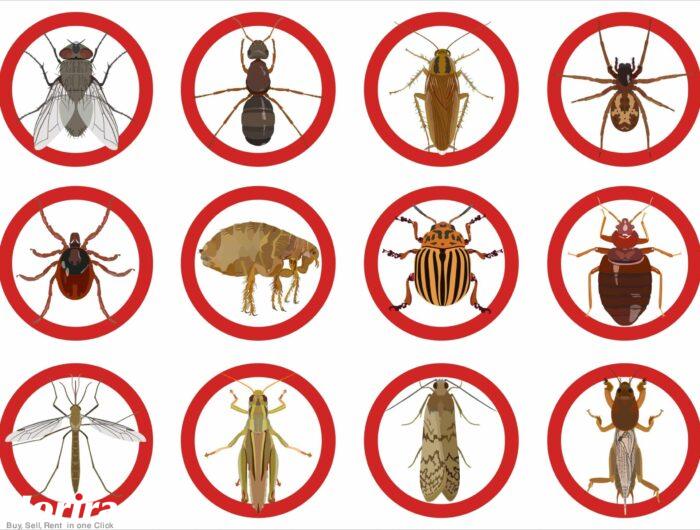 service-Flying-insect-control